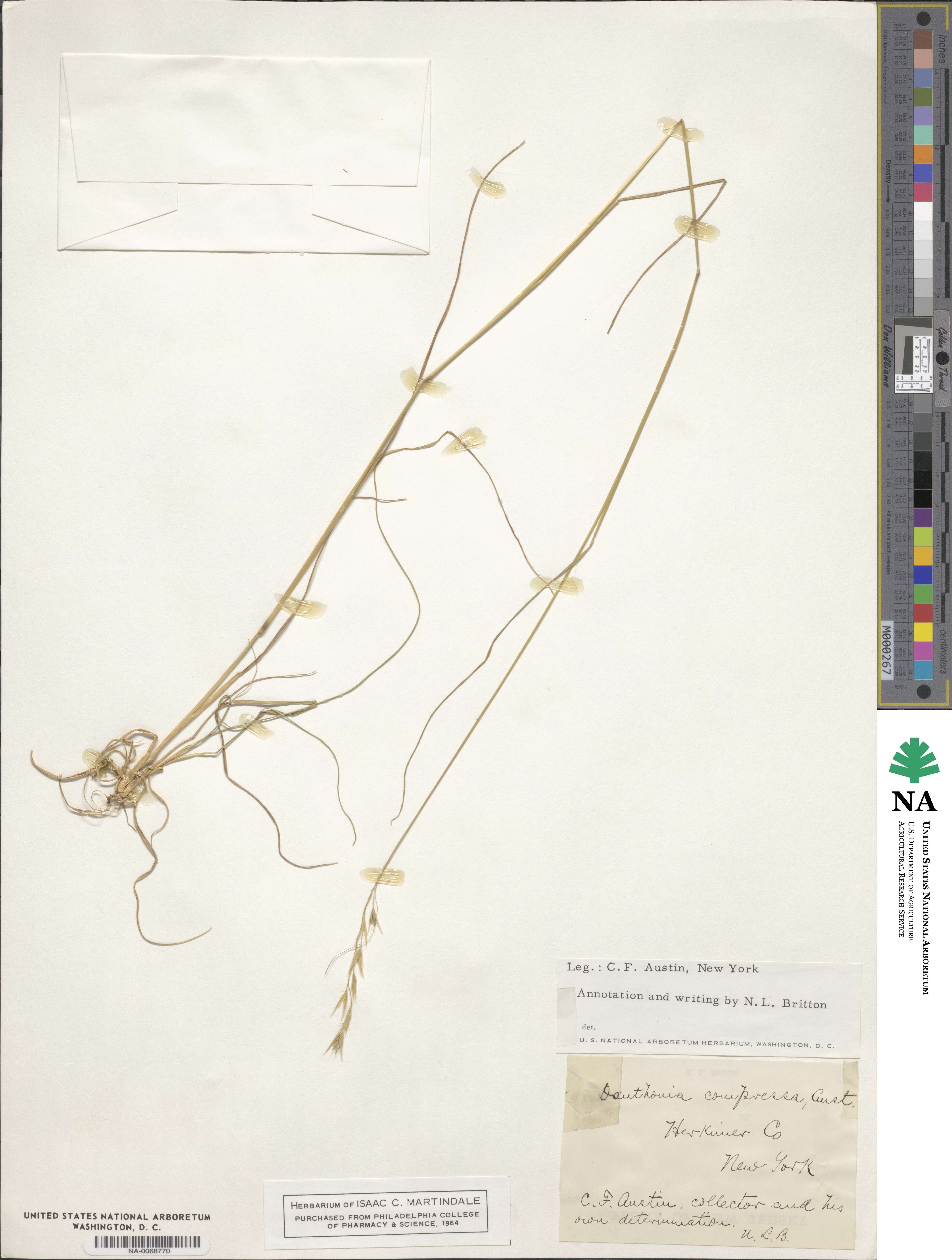Danthonia compressa image