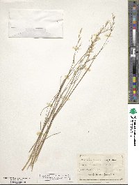 Danthonia compressa image