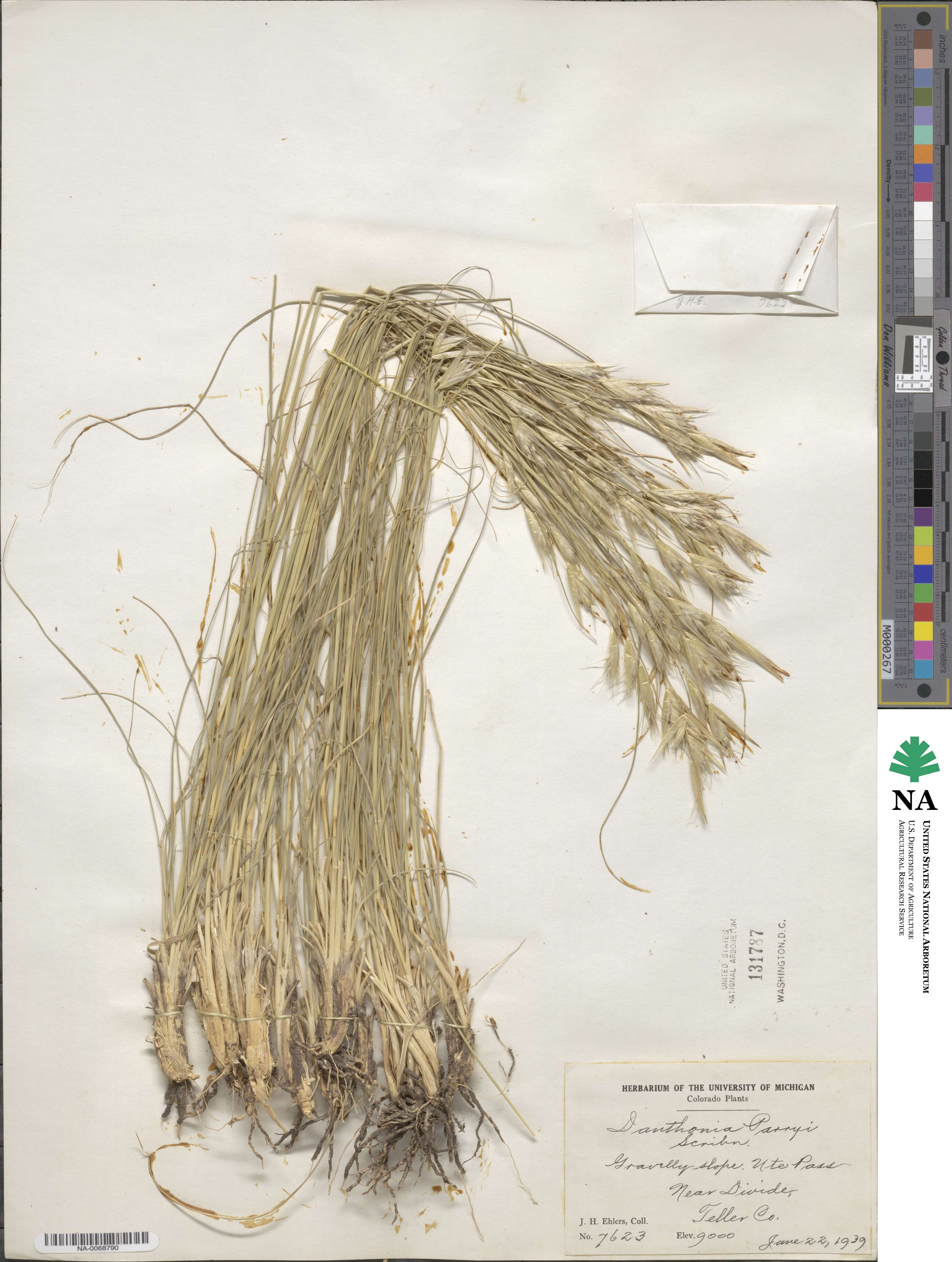 Danthonia parryi image