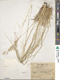 Danthonia parryi image