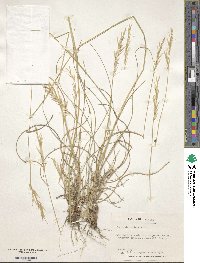 Image of Danthonia sericea