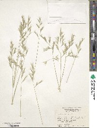 Danthonia sericea image