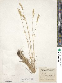 Danthonia sericea image