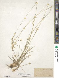 Danthonia sericea image