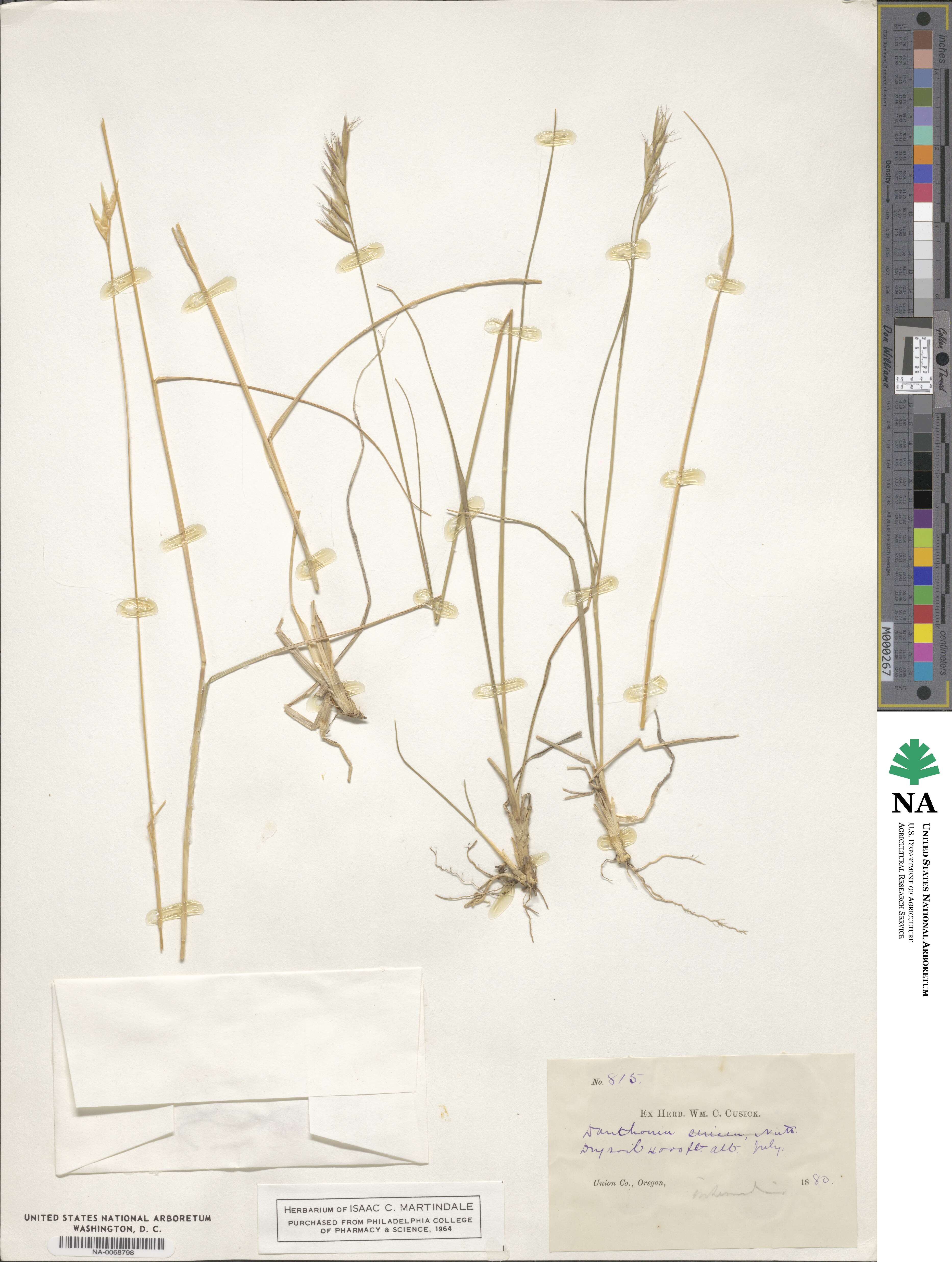 Danthonia sericea image