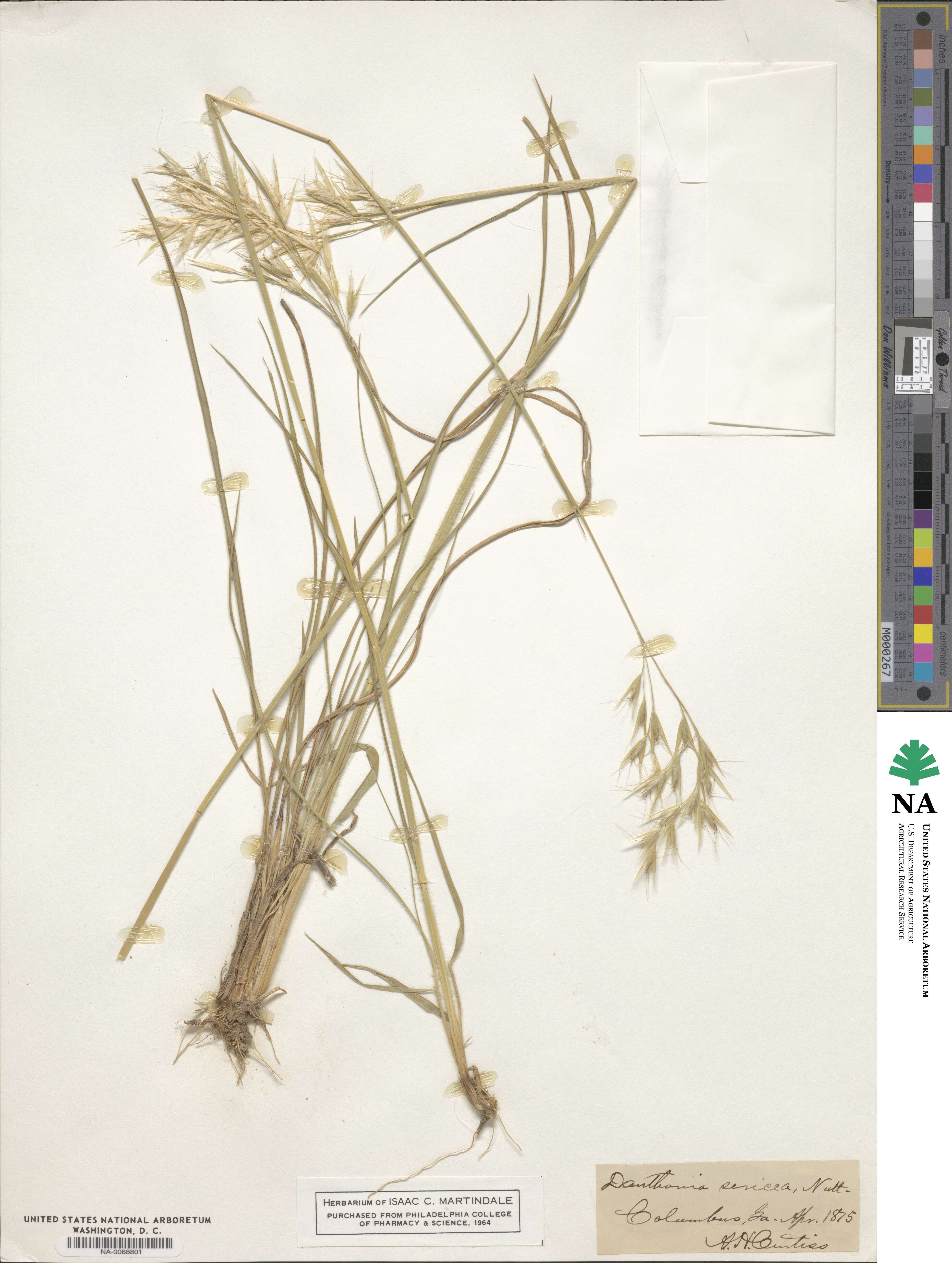 Danthonia sericea image