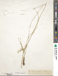 Danthonia sericea image