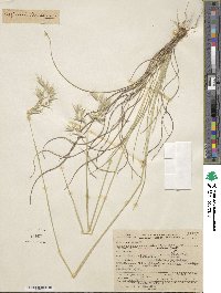 Danthonia sericea image