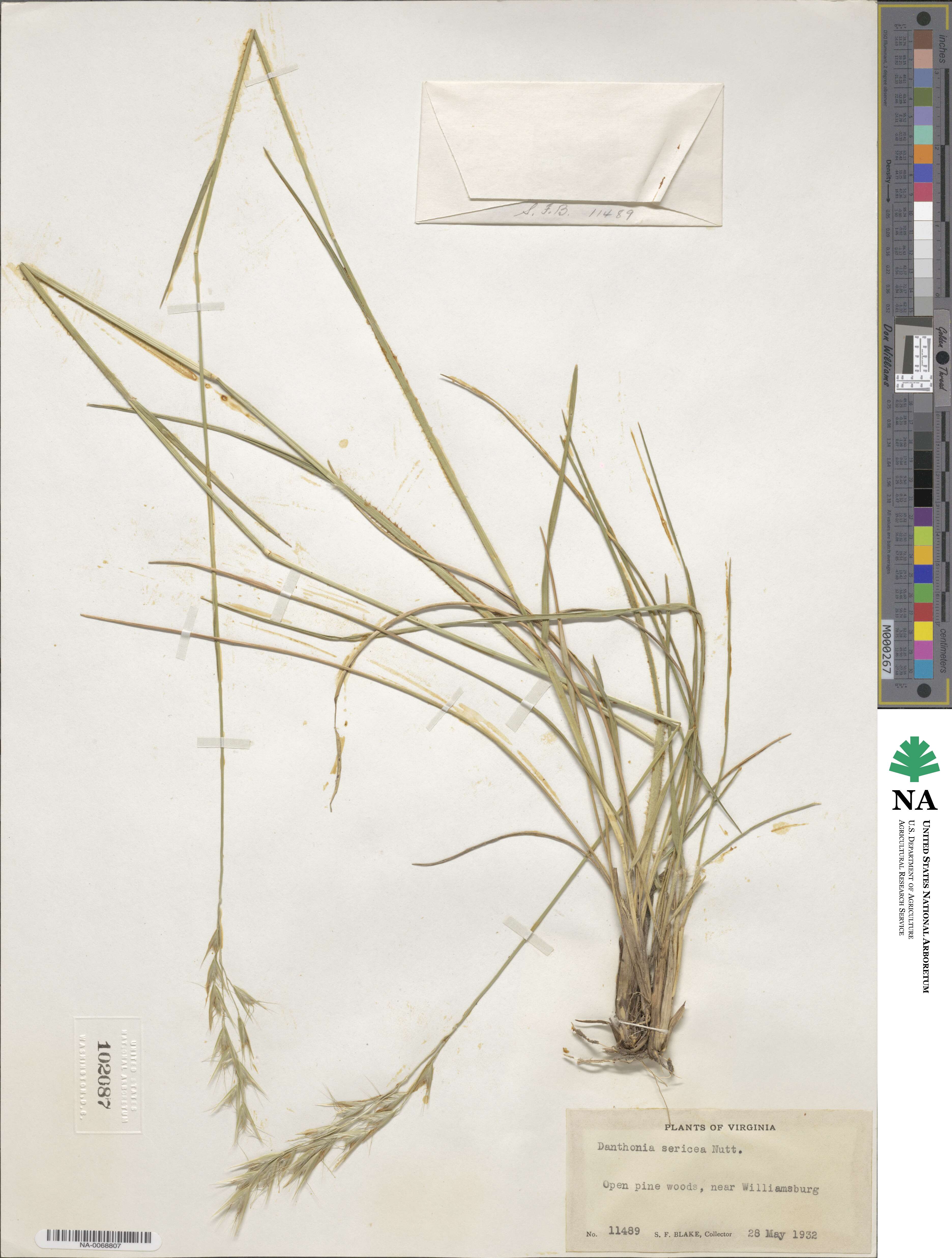 Danthonia sericea image