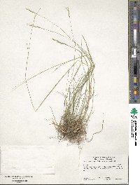 Danthonia spicata image