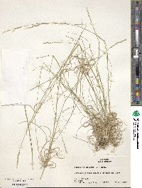 Danthonia spicata image