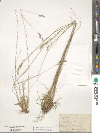 Danthonia spicata image