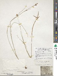 Danthonia spicata image