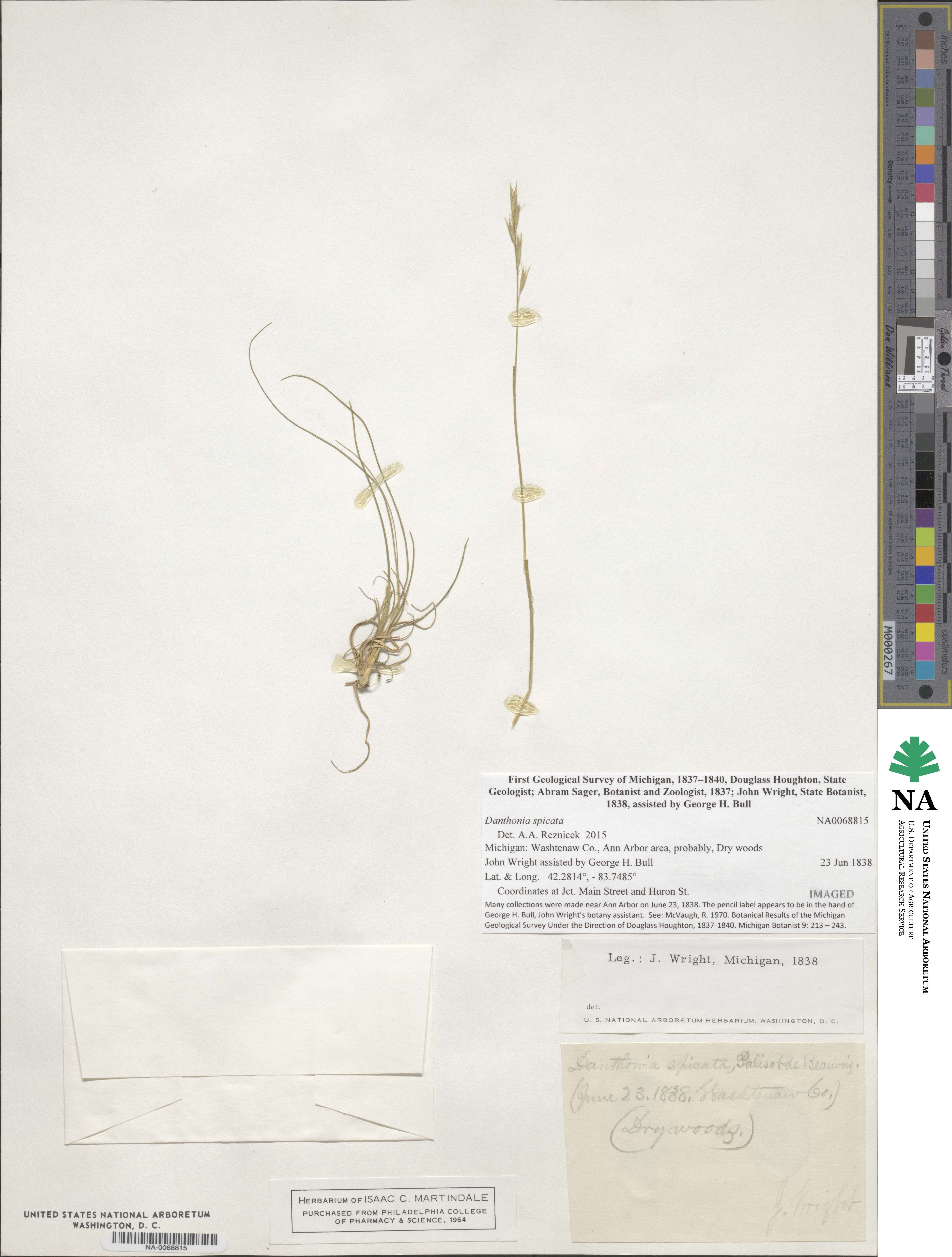 Danthonia spicata image