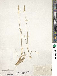 Danthonia spicata image