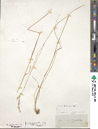 Danthonia spicata image