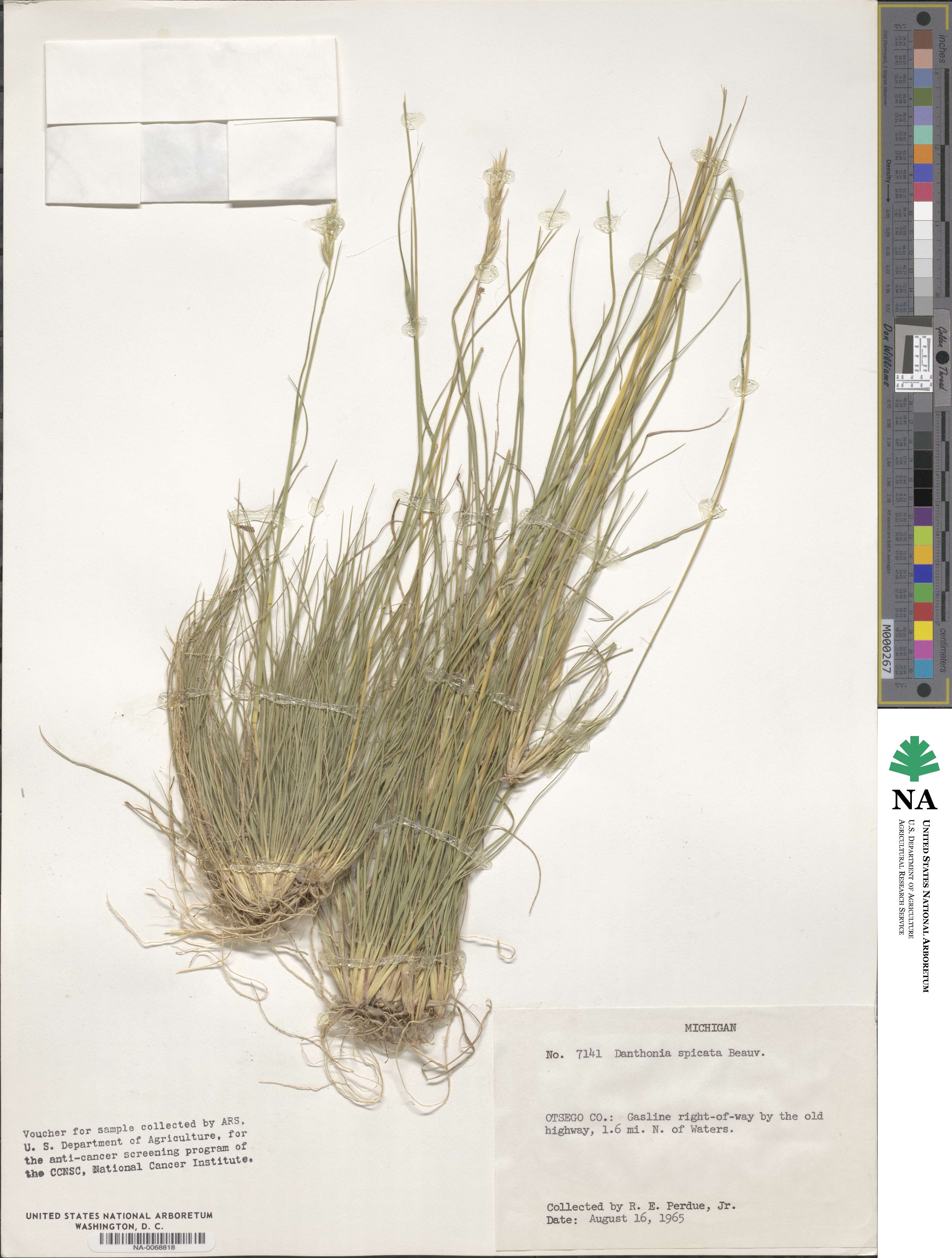 Danthonia spicata image