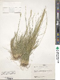 Danthonia spicata image