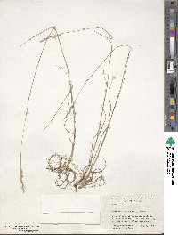 Danthonia spicata image