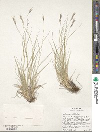 Image of Danthonia unispicata