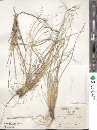 Image of Danthonia chilensis