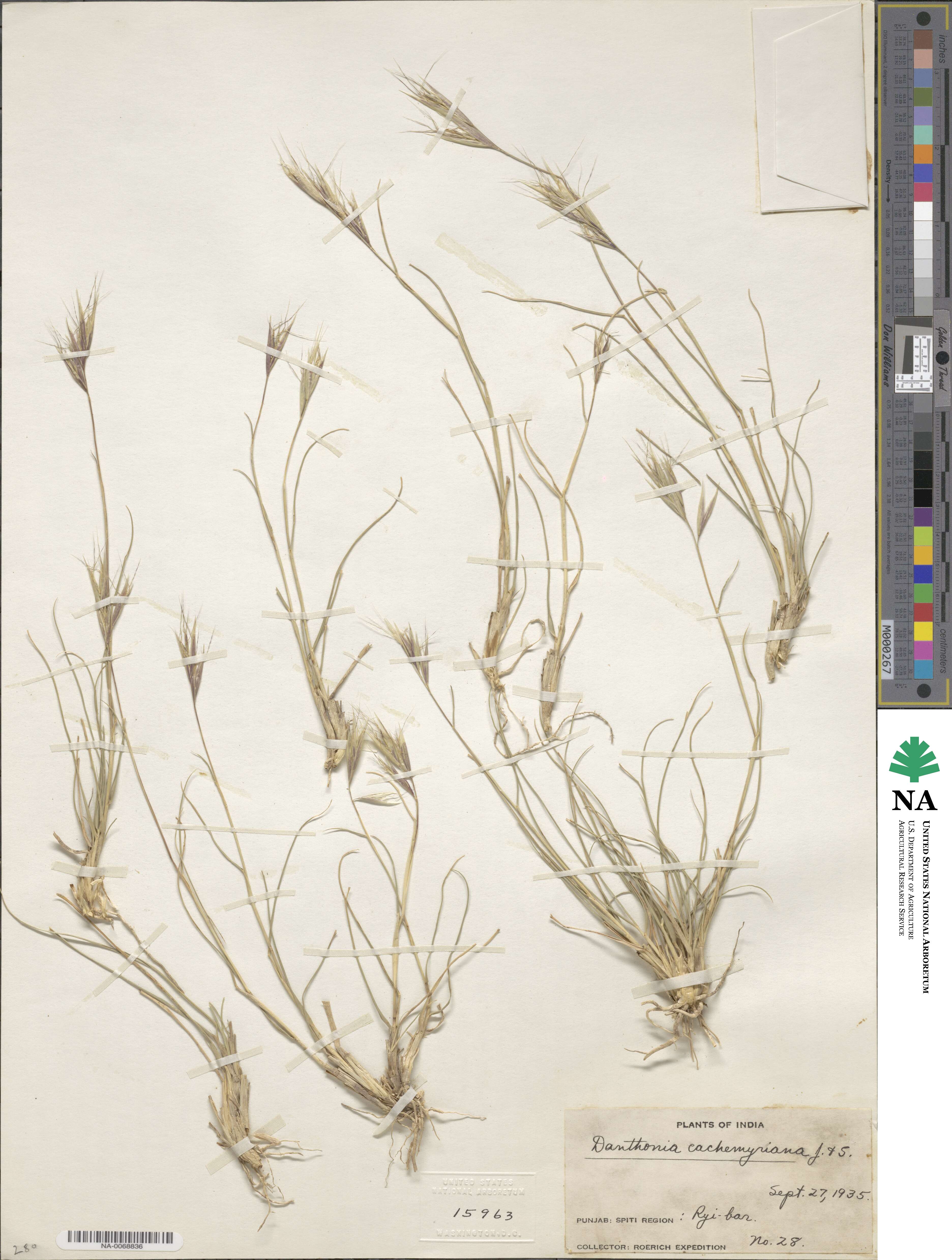 Tenaxia cachemyriana image
