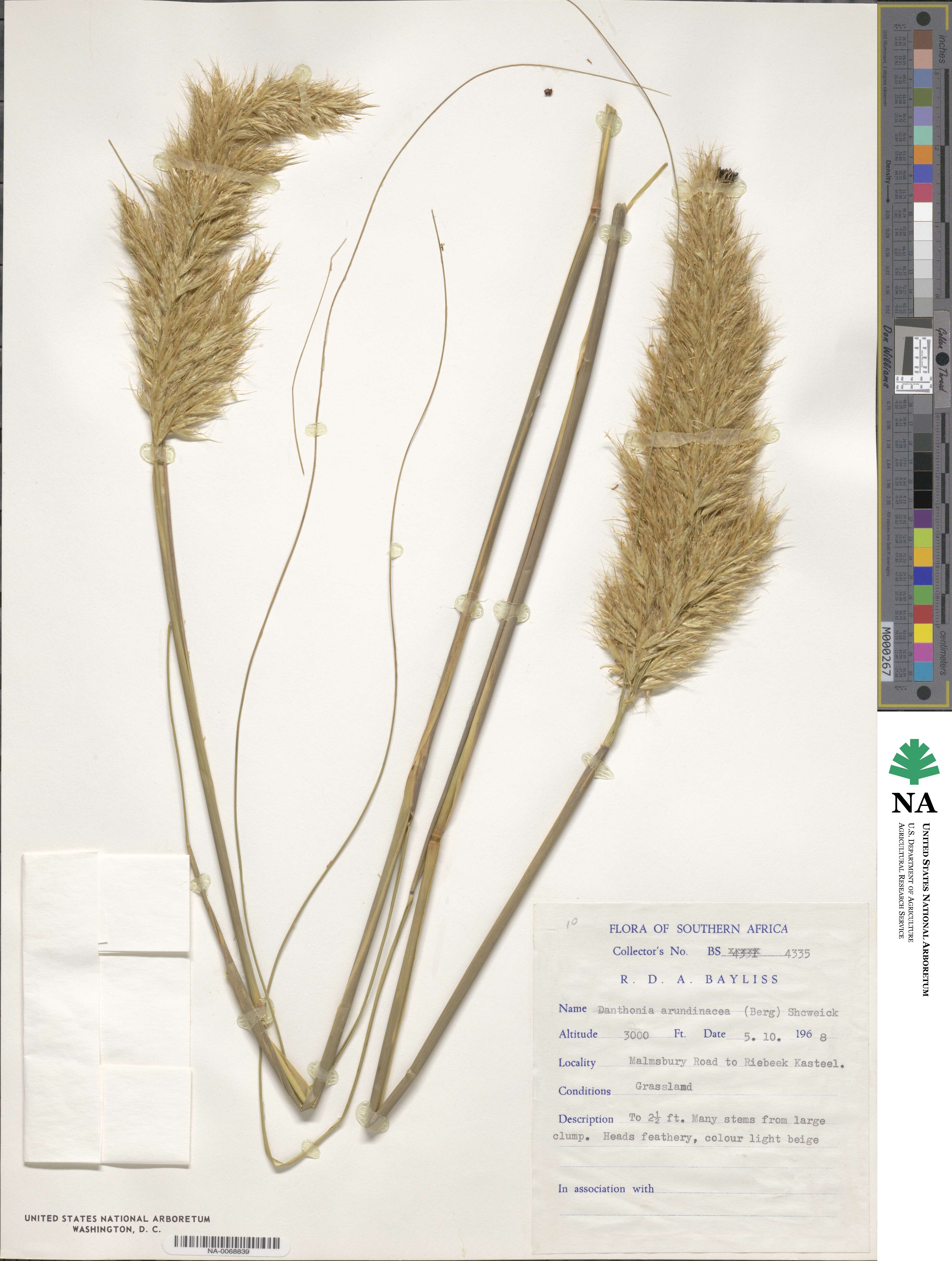 Capeochloa image