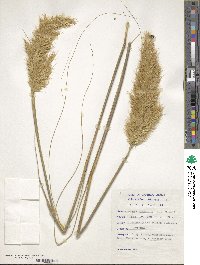 Image of Capeochloa arundinacea