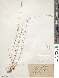 Danthonia decumbens image