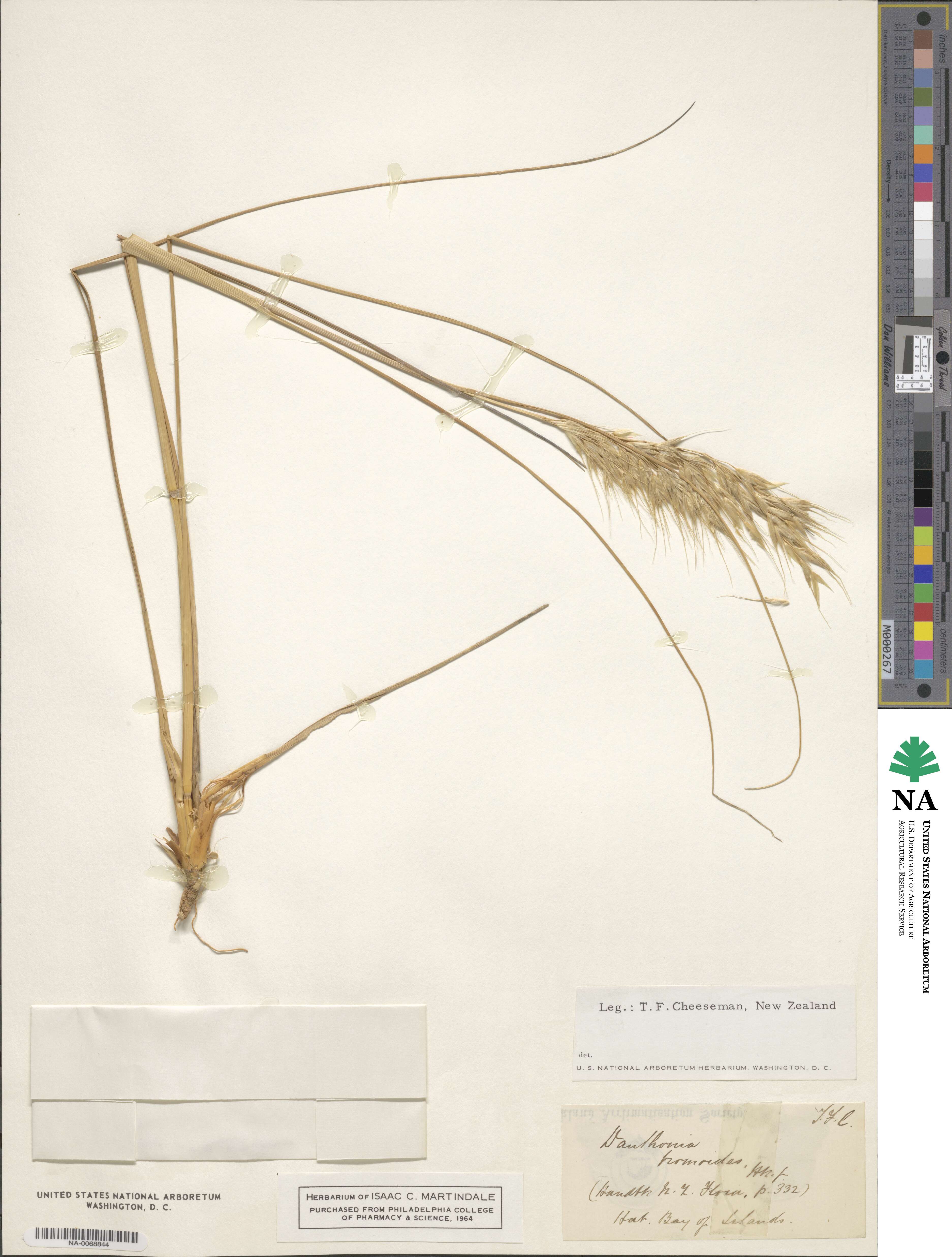 Chionochloa bromoides image