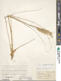 Image of Chionochloa bromoides