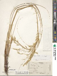 Image of Chionochloa rigida