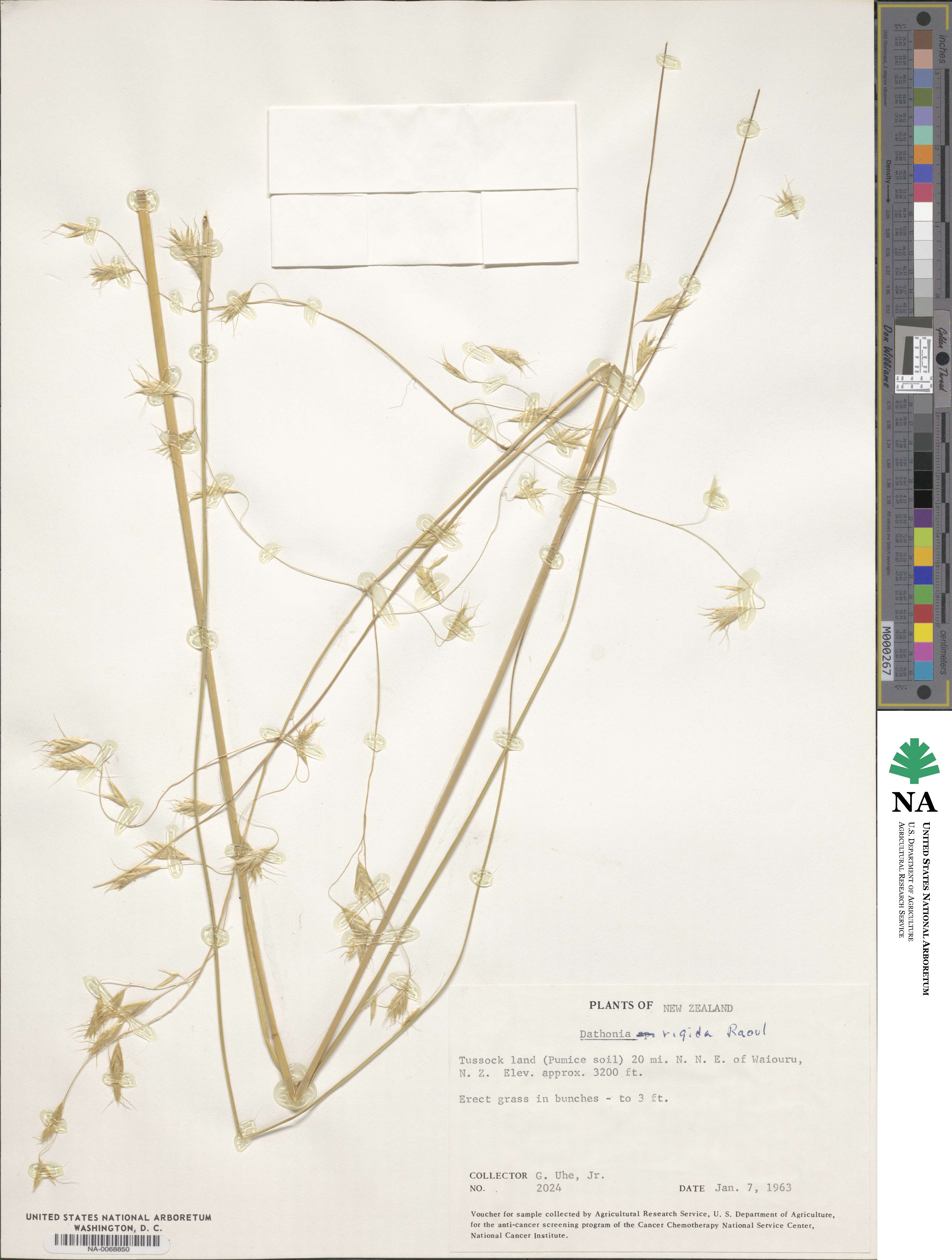 Chionochloa rigida image