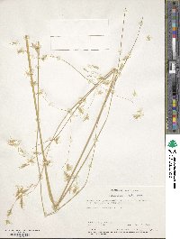 Chionochloa rigida image