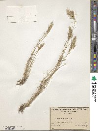 Rytidosperma setaceum image