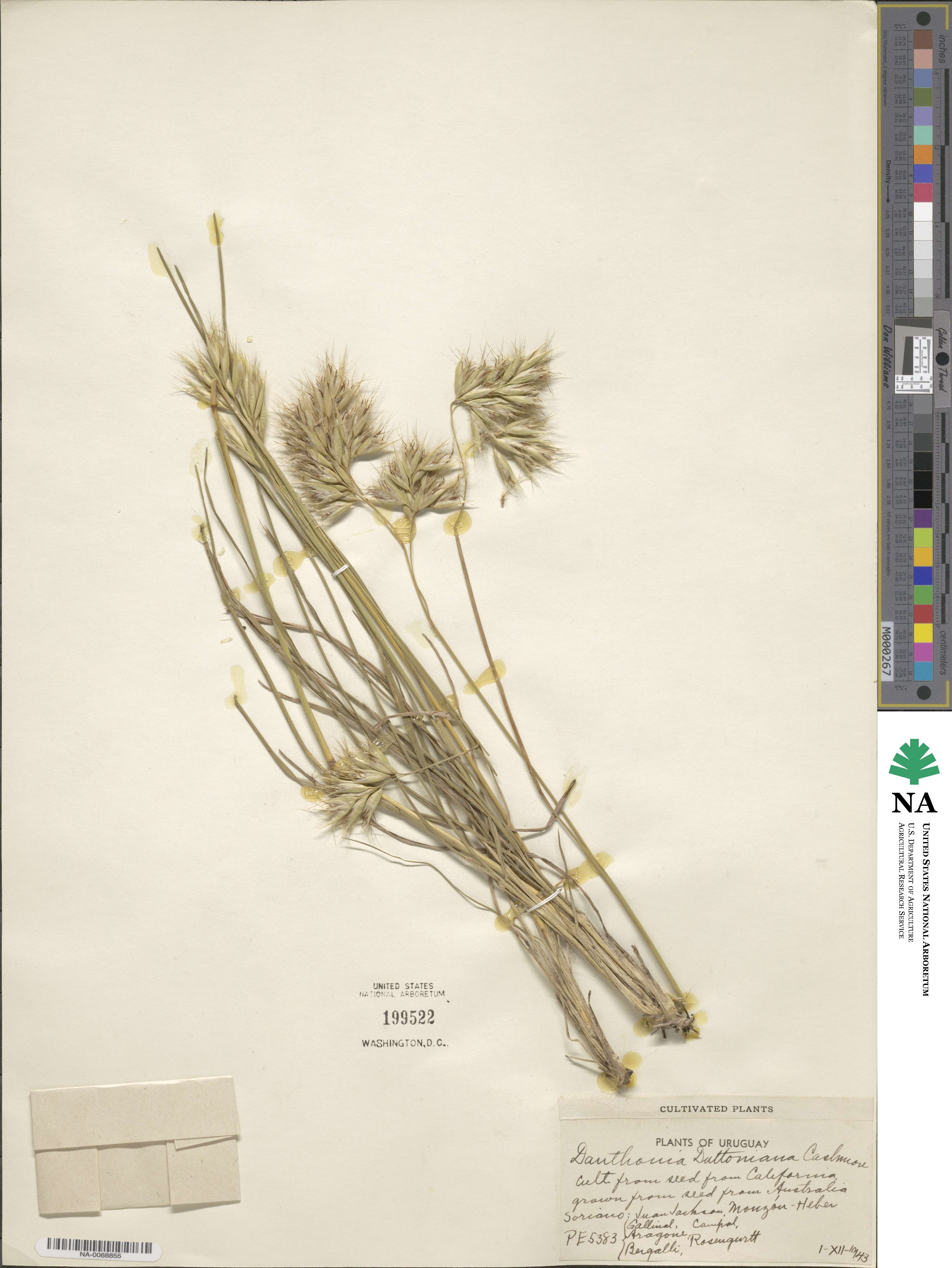 Rytidosperma duttonianum image