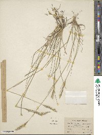 Danthonia intermedia image