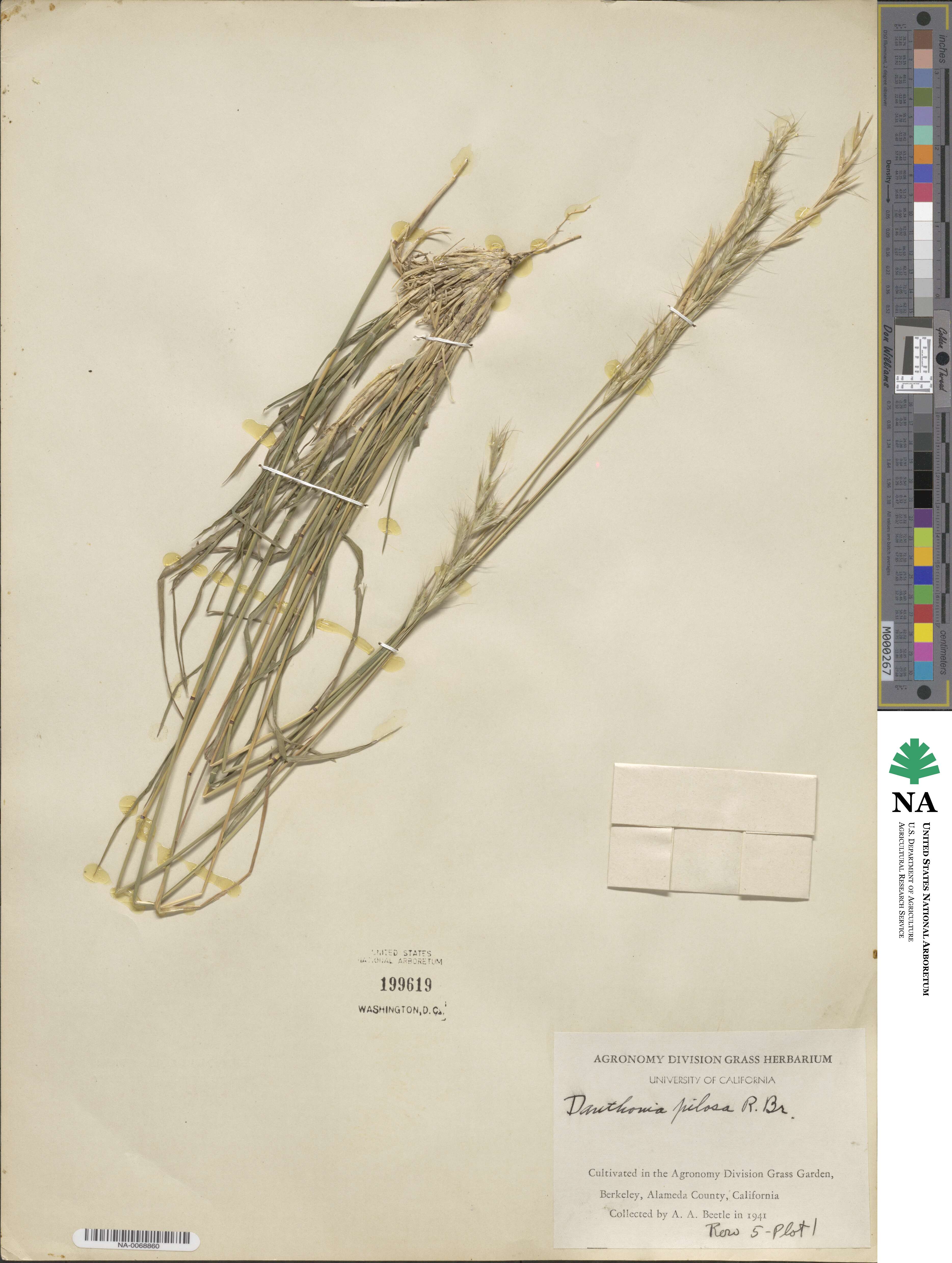 Rytidosperma pilosum image