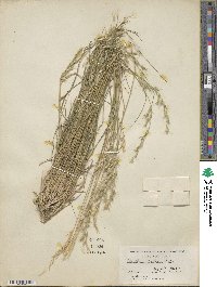 Rytidosperma pilosum image