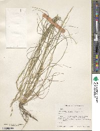 Rytidosperma pilosum image