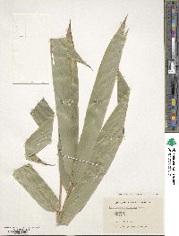 Image of Dendrocalamus giganteus