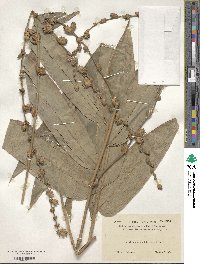 Image of Dendrocalamus latiflorus