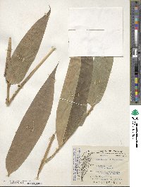 Dendrocalamus latiflorus image