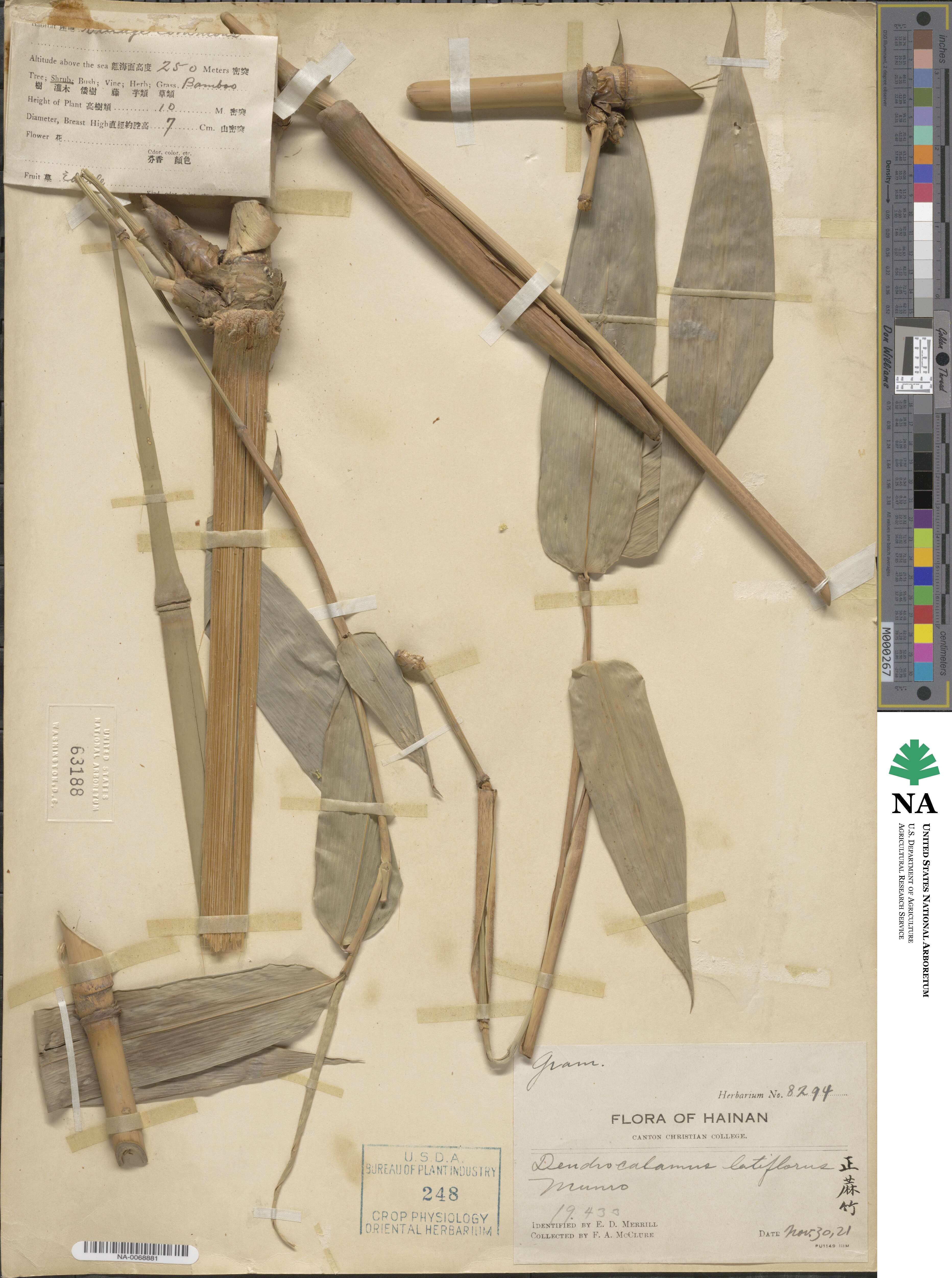 Dendrocalamus latiflorus image