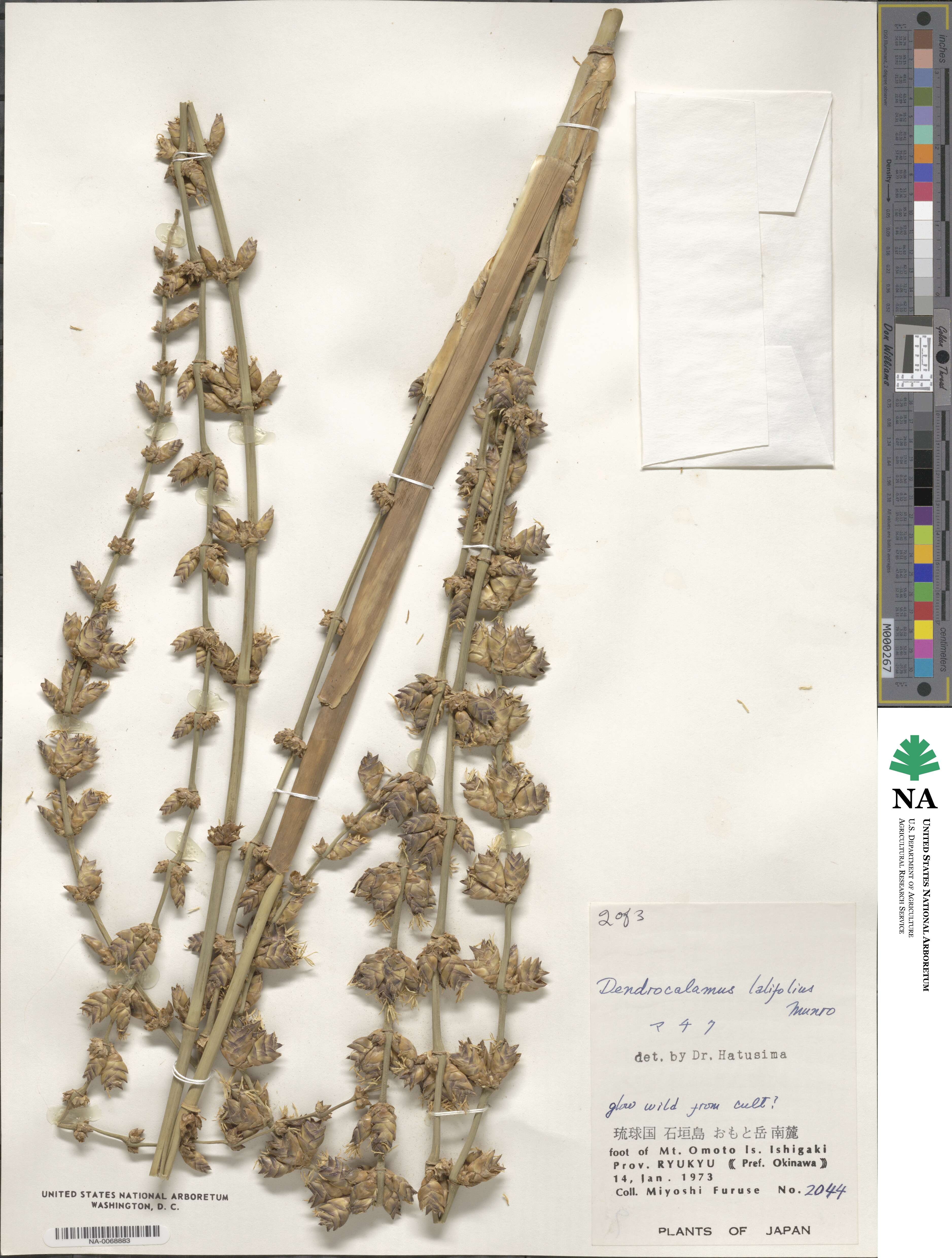 Dendrocalamus latiflorus image