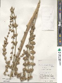 Dendrocalamus latiflorus image