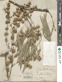 Dendrocalamus strictus image