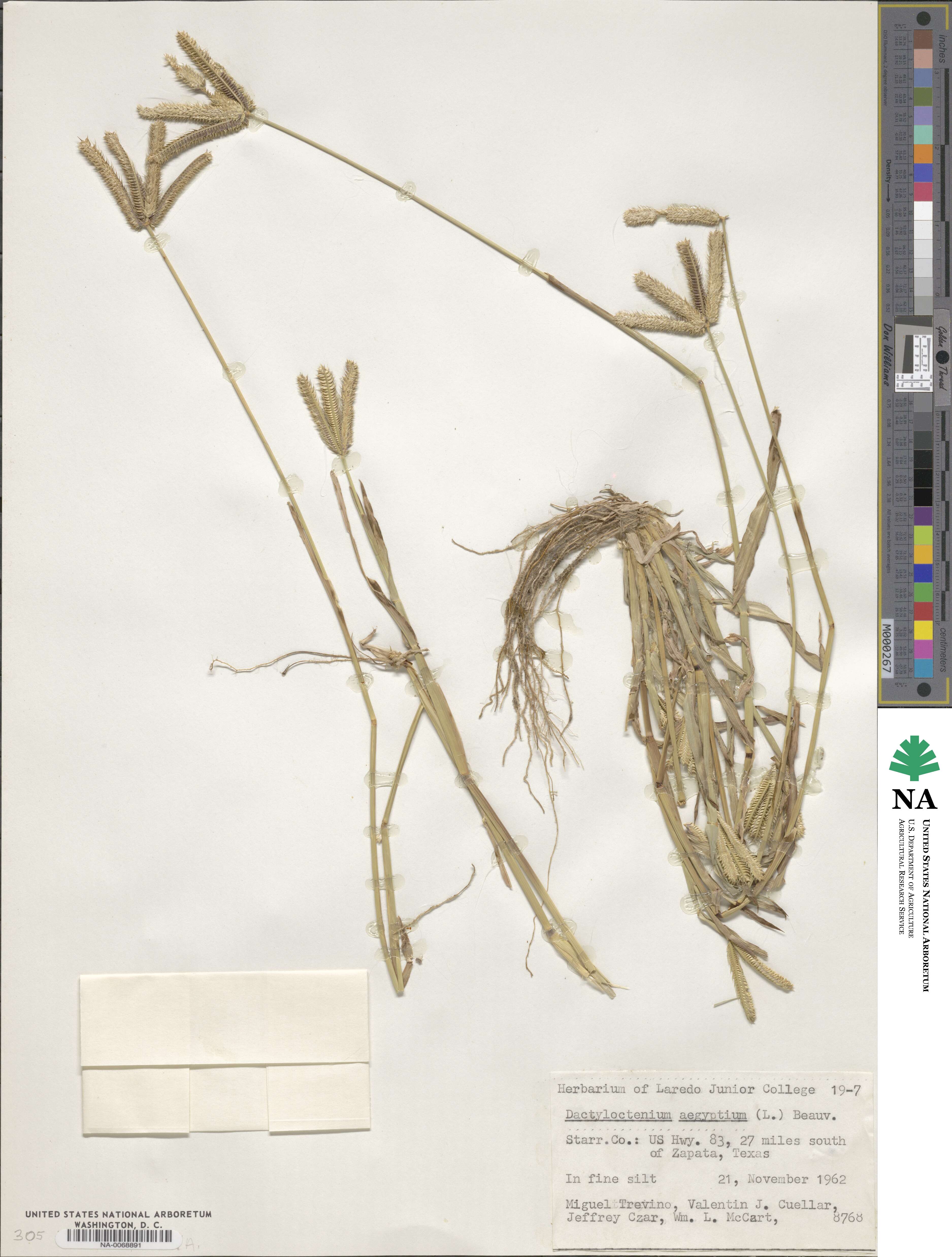 Dactyloctenium aegyptium image