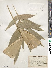 Image of Bambusa emeiensis