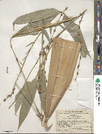 Dendrocalamus asper image